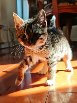 Sunlit Tabby Kitten Exploring Cozy Home Interior 