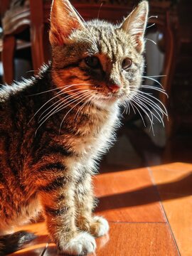 Sunlit Tabby Kitten Exploring Cozy Home Interior 