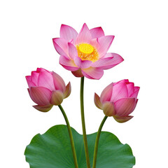 Obraz premium Three vibrant pink lotus flowers blooming on green leaves against a white background isolated on transparent background