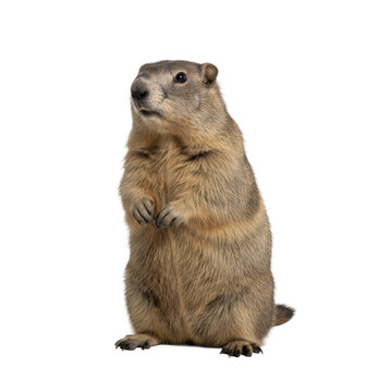 an alert groundhog with dense brown and gray fur stands upright on hind legs, forepaws tucked, gaze slightly off-camera, isolated on a clean, high-key studio white background concept of wildlife