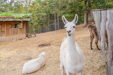 Obraz premium White alpaca stands alert in rustic farm enclosure.