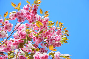 青空に映える満開の八重桜　青空背景