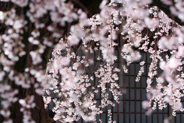 長野県飯田市 麻績の里 舞台桜