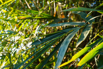 Fototapeta premium Natural bamboo leaves growing on the tree, captured in soft daylight to highlight their fresh green color and organic structure. This authentic botanical scene reflects growth, balance