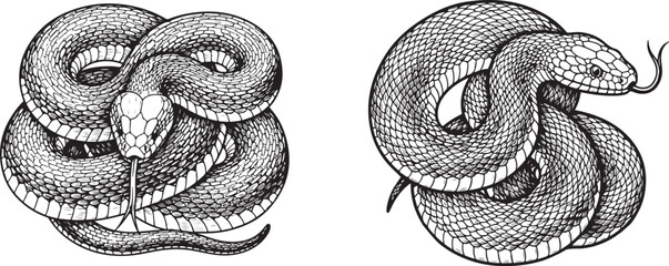 Coiled Snake Black and White Vintage Engraving Illustration. Intricate black and white snake illustrations with detailed patterns
