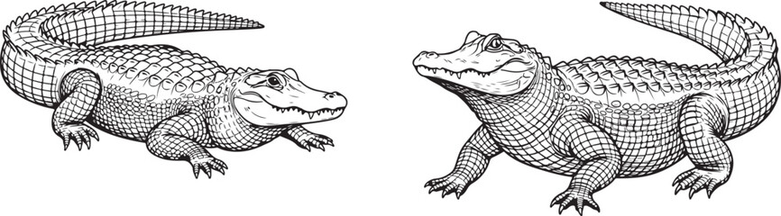 Detailed Alligator Illustration Vintage Engraved Style. Alligator illustration, vintage engraving style, black and white drawing of a predatory reptile, wetland swamp animal.