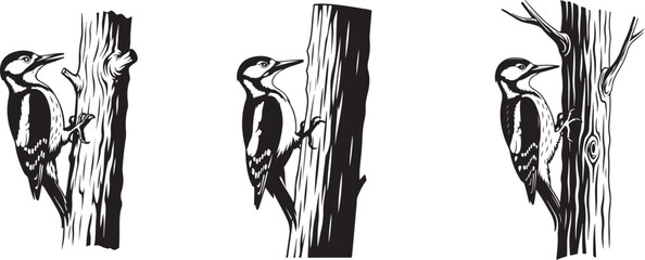 Woodpecker on Tree Trunk &ndash; Vintage Black and White Engraving Wildlife Illustration. Detailed Engraving of a Woodpecker Tapping a Tree Trunk