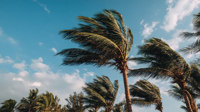 Windy Palm Trees with Bending Fronds Against a Blue Sky with White Clouds during a Sunny Day with Nature Power Concept