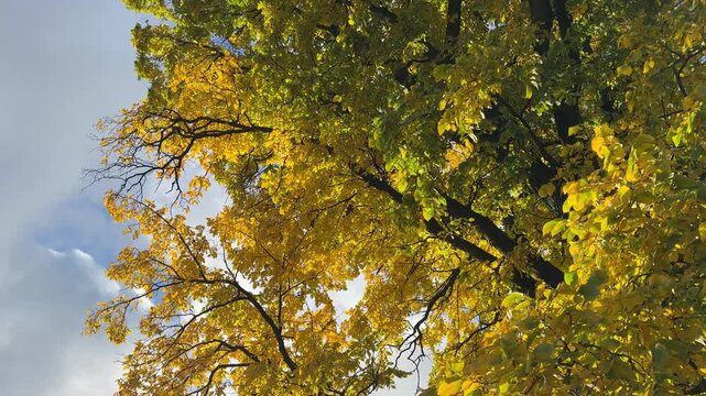 Autumn yellow foliage elm tree against sky.