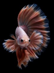 betta fish © 卫疆 陈