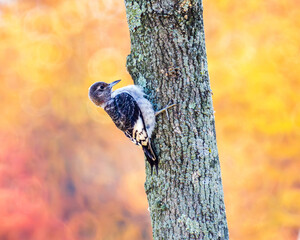juvenile red-headed woodpecker on a tree