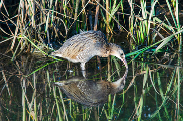 rail in a marsh
