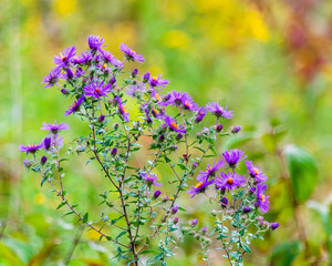 purple flowers in the garden