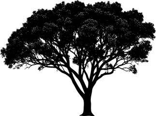 Obraz premium Broad canopy deciduous tree silhouette with intricate branch structure
