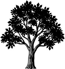 Obraz premium Broadleaf tree figure with a wide leafy canopy