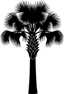 Fan palm tree silhouette tropical plant icon