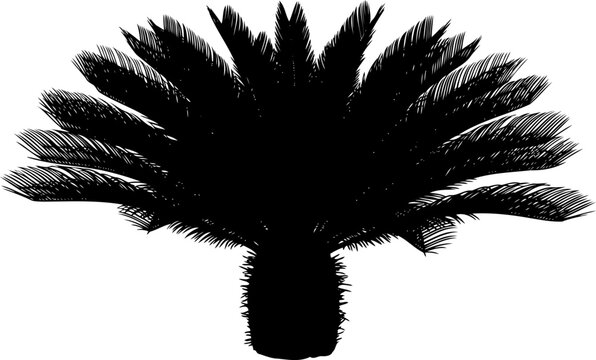 Sago palm plant silhouette with spreading fronds and textured trunk