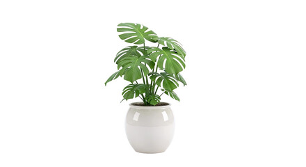 Monstera Deliciosa Plant in a Cream Ceramic Pot