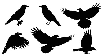 Obraz premium a versatile collection of black crow and raven silhouettes in dynamic flying and perching poses isolated on a clean white background ideal for wildlife and graphic design projects.