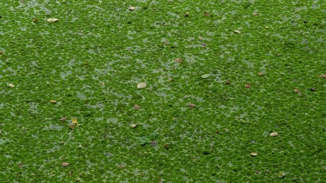 Top-down view of floating green aquatic plants and duckweed drifting on water surface, environmental background.