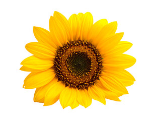 Fototapeta premium Vibrant sunflower in full bloom against a clean white background showcasing its beauty.