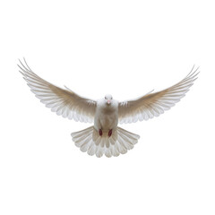 A white dove in flight with wings spread wide isolated on transparent background
