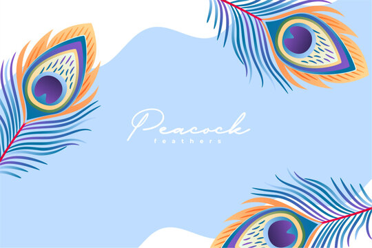 artistic peacock plume feather background