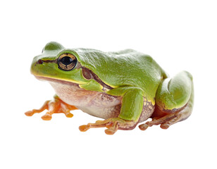 Obraz premium Green European tree frog sitting on white background side view.
