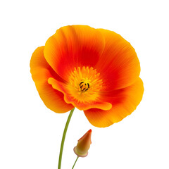 Vibrant orange poppy flower isolated on transparent background