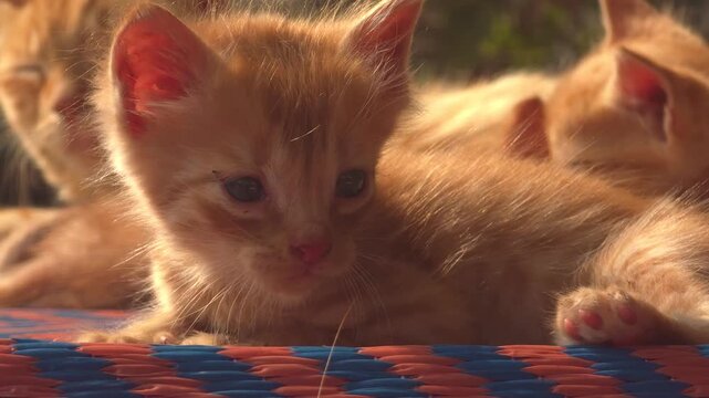 Close-up of Cute Ginger Kittens with Mother Cat, Sunbathing and Resting