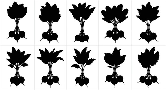 Set of black silhouette illustrations of various turnip plants with leaves on white background for design and decoration