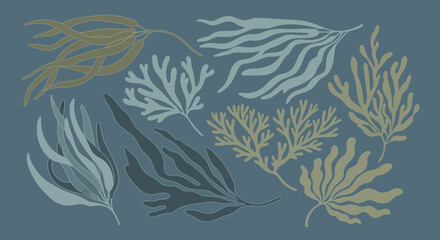 Oceanic Botanicals: Assorted Seaweed and Algae Collection