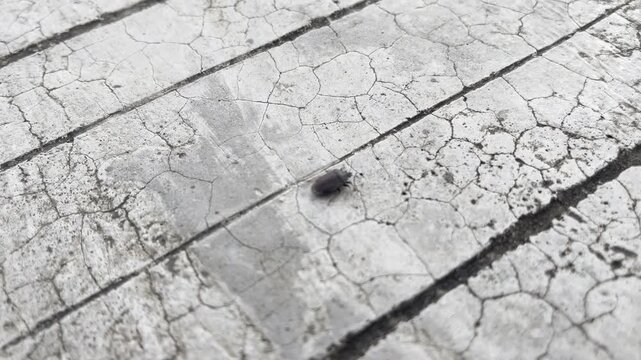 Common agricultural pest Walang Sangit or Stink Bug in nature