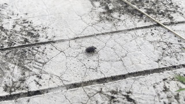  Leptocorisa oratorius insect known as rice ear bug