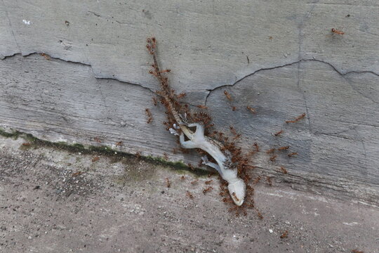 small ants are lifting the carcass of a lizard on the wall, a dead house gecko and a colony of small reddish-brown ants