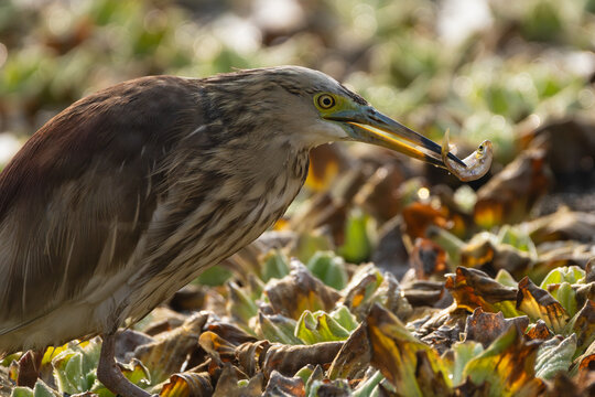 Indian Pond-heron (Ardeola grayii) catching fish in the pond, A Heron fishing close-up, Heron in its habitat