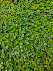 Fototapeta premium Centella asiatica (Gotu Kola) green leaves Fresh herbal plant