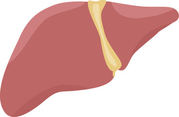 Fototapeta premium vector illustration of the human organ liver