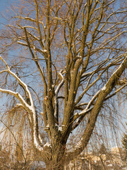 Winter Tree with Snowy Branches Against Clear Sky