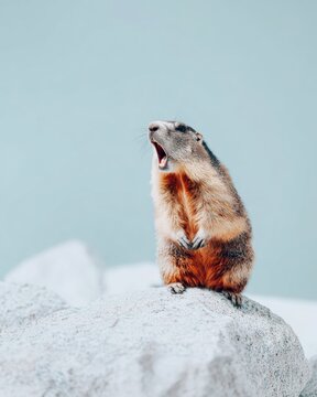 Alpine marmot standing on back paws and screaming on a mountain rock with copy space background for wildlife education and environmental conservation concepts