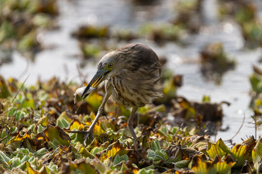 Indian Pond-heron (Ardeola grayii) catching fish in the pond, A Heron fishing close-up, Heron in its habitat