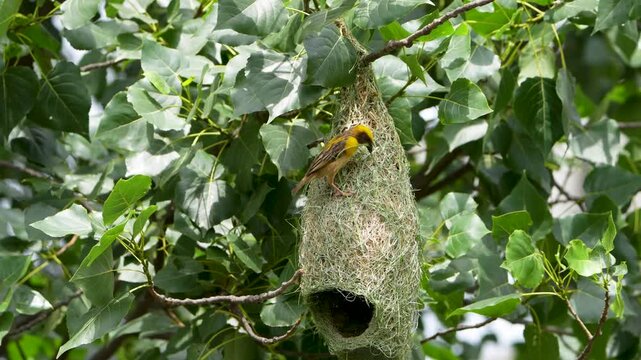 Baya Weaver (Ploceus philippinus) building nest, Waya Weaver is also known as the engineer bird. Engineer bird nest