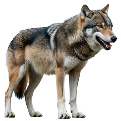 Fototapeta premium A gray wolf standing on a black background looking to the right