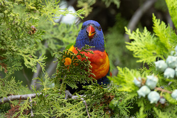 Rainbow Lorikeet Looking at Camera
