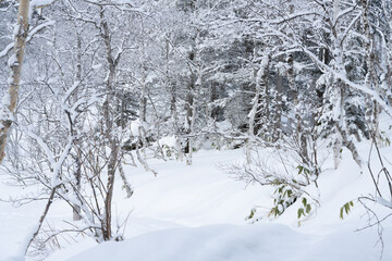 雪に覆われた田ノ原湿原