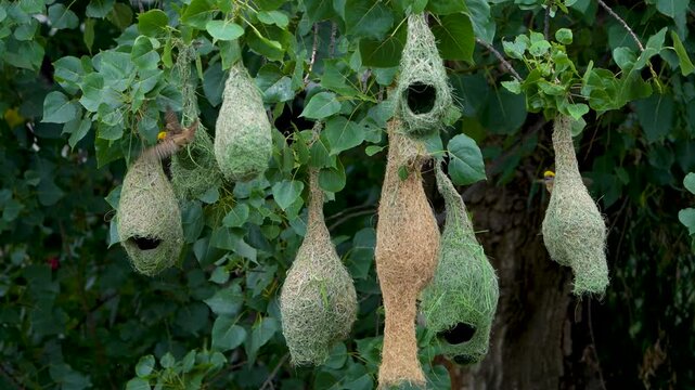 Baya Weaver (Ploceus philippinus) building nest, Waya Weaver is also known as the engineer bird. Engineer bird nest