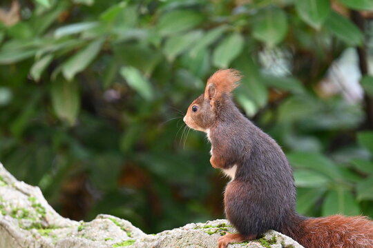 Squirrel in a city park