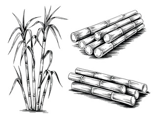 Detailed illustration of sugar cane plant and harvested stalks in black and white. © MdSojib