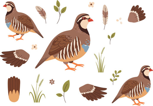 Flat Vector Illustration Set of Partridge Birds with Brown Feathers, Standing Poses, Wings, and Nature Elements for Wildlife, Hunting, and Gamebird Designs