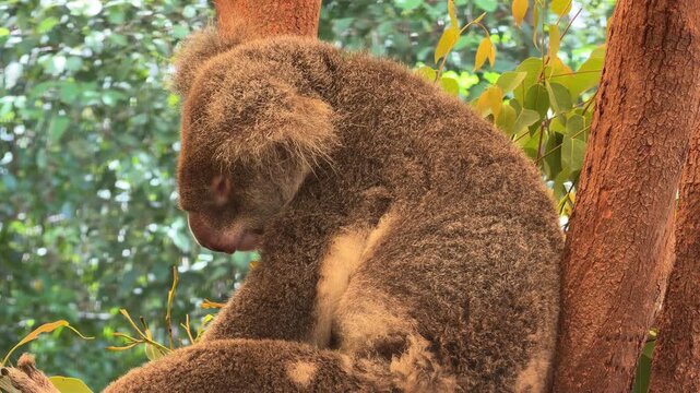 A koala &ndash; Phascolarctos cinereus &ndash; sleeps upright on a tree branch, its rapid breathing visible in the gentle rise and fall of its belly in an Australian eucalyptus forest.